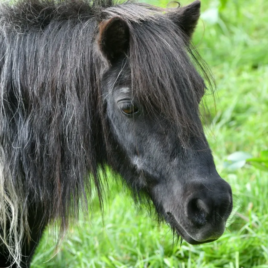 Vakantiepark met verzorgpony Ommen 32